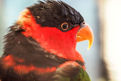 Close-up of parrot