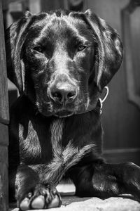 Close-up of dog