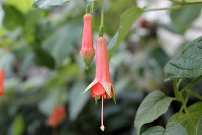 Close-up of red flower growing outdoors