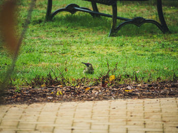 Bird perching on a field