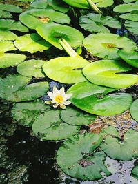 Lotus water lily in lake