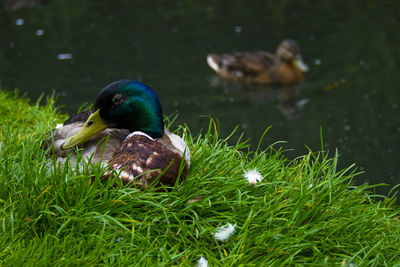 Close-up of duck in lake