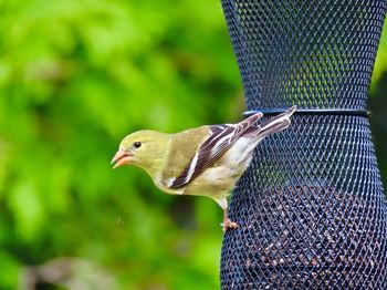 Close-up of a goldfinch perching on a feeder