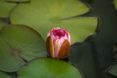 A beautiful light pink water lilies growing in a natural pond. colorful summer scenery.