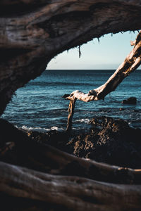 Driftwood on beach