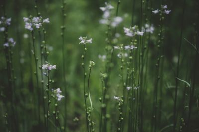 Close-up of flowering plants on field