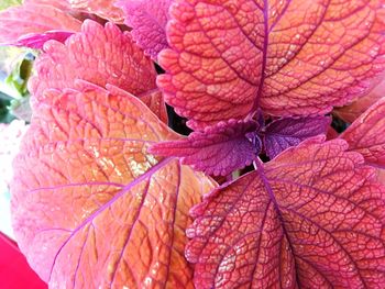 Full frame shot of autumnal leaves