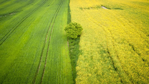 High angle view of corn field