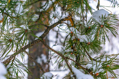 Needle branches of a coniferous tree in the snow in winter