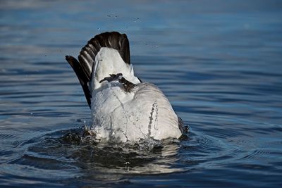 Close-up of barnacle goose diving on lake