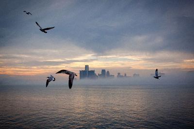 Birds flying over sea against cloudy sky during sunset