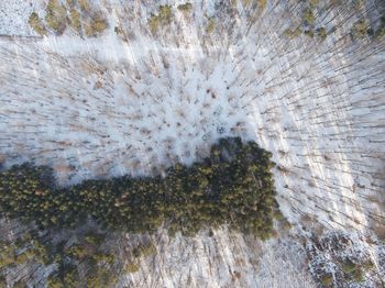 High angle view of trees in forest