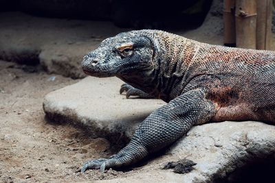 Close-up of varanus in zoo