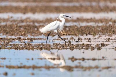 Close-up side view of a bird with reflection