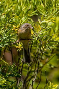 Close-up of a bird on branch