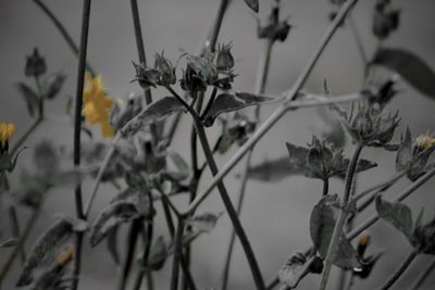 Close-up of plants against sky