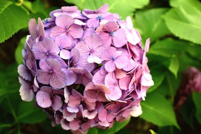 Close-up of pink hydrangea flowers