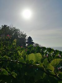 Low angle view of flowering plants against sky on sunny day