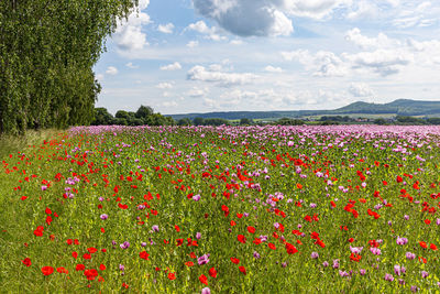 Scenic view of flowering plants on field against sky
