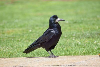Close-up of bird perching on grass