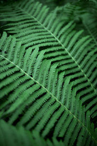 Full frame shot of green leaves