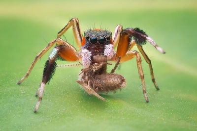 Close-up of spider