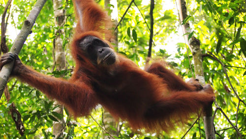 Orangutan in the forest