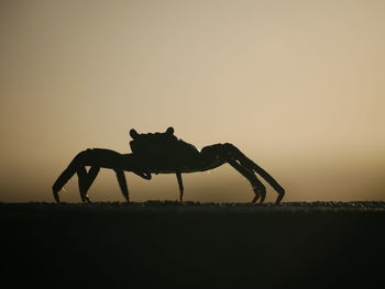 Silhouette of horse on field against sky during sunset