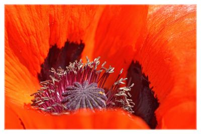 Close-up of orange flower