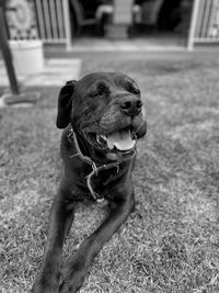 Dog looking away on field