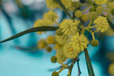 Close-up of yellow flowering plant