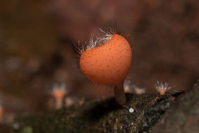 Close-up of mushroom growing on field