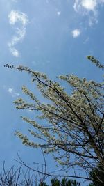 Low angle view of tree against sky