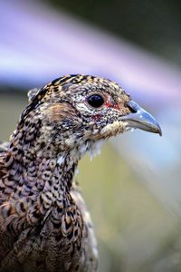 Ringneck pheasant