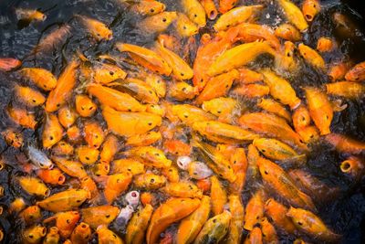 High angle view of koi carps swimming in lake