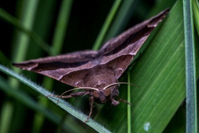 Close-up of insect on leaf