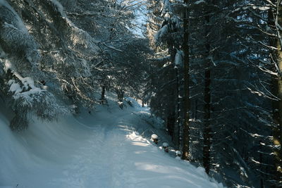 Snow covered trees in forest