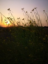 Scenic view of field against sky during sunset