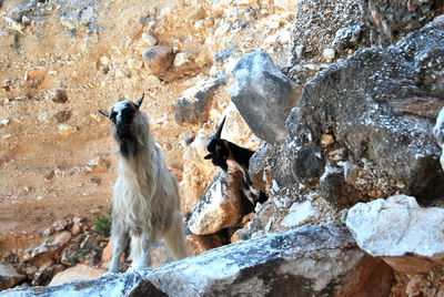 View of goats on rock formation