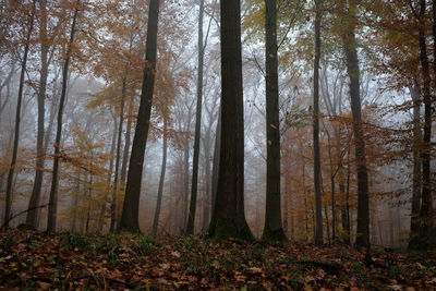 Trees in forest during autumn