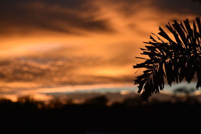 Silhouette of trees at sunset