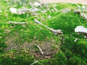 Close-up of fresh green grass