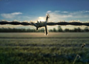 Close-up of frozen grass against sky during winter