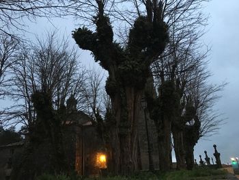 Low angle view of trees