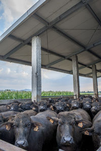 Buffalo cows in dairy farm