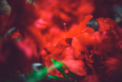Close-up of red flowers