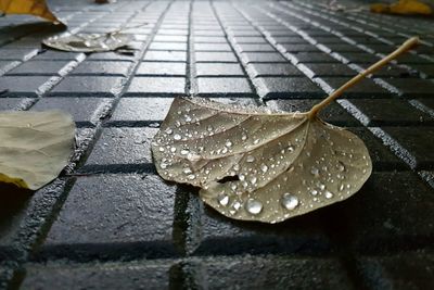 Close-up of wet maple leaves on street during rainy season