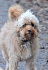 Close-up portrait of dog