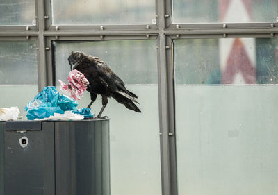 Close-up of a bird on window of a house