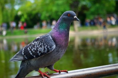 Close-up of bird perching on retaining wall